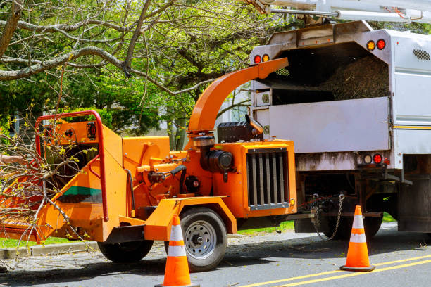 How Our Tree Care Process Works  in  Central Park, WA
