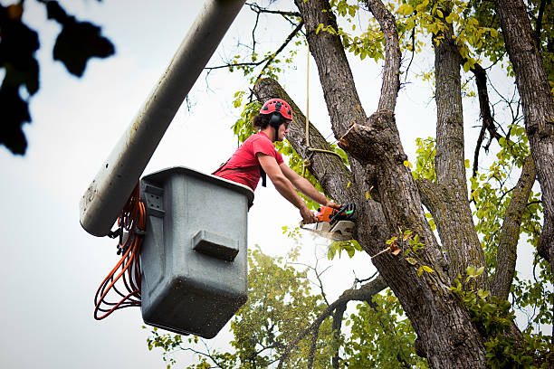 Best Hazardous Tree Removal  in Central Park, WA