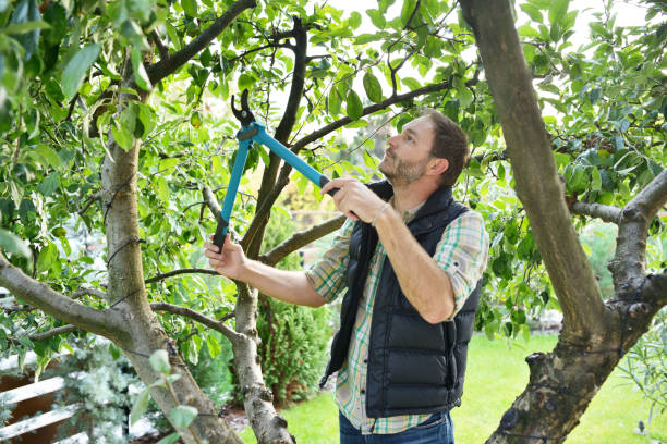 Best Root Management and Removal  in Central Park, WA